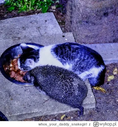 whosyourdaddy_snakegirl - Kumple

#kot #kitku #koty #koteczkizprzypadku #smiesznypies...