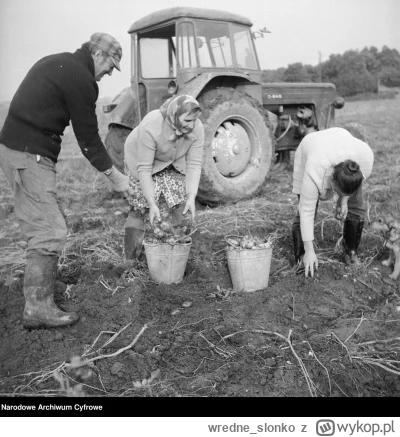 wredne_slonko - #ziemniaki #wykopki #historia #rolnictwo

Wykopki! Jak kiedyś zbieran...