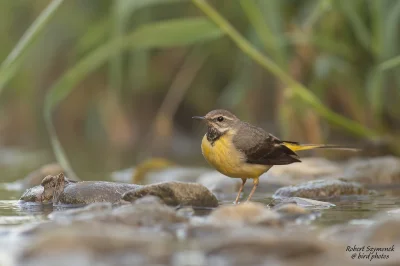 Lifelike - Pliszka górska (Motacilla cinerea)
Głos
Autor
#photoexplorer #fotografia #...