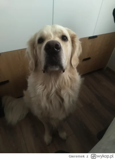 Gieremek - Dzień dobry (｡◕‿‿◕｡)
#psiarze #psy #pokazpsa #pies