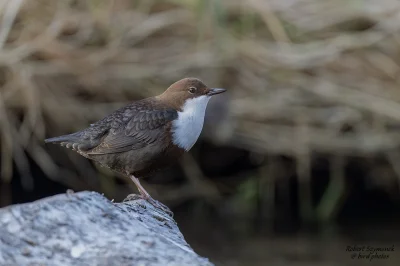 Lifelike - Pluszcz (Cinclus cinclus)
Głos
Autor
#photoexplorer #fotografia #ornitolog...