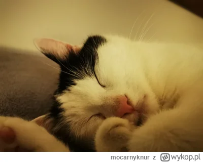 mocarnyknur - #pokazkota #kitku #koty
Zbiera siły na nocne igrzyska ( ͡º ͜ʖ͡º)( ͡°( ͡...