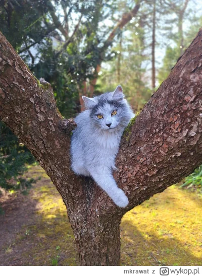 mkrawat - #pokazkota #kitku