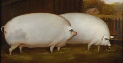 qew12 - Bracie, mogę trochę owsa?