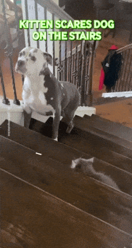 wfyokyga - Dzieciów to się nie cyka