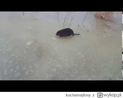 kochamajfony - @ranking: Bóbr i Polska są znane zagranicą między innymi przez takie f...