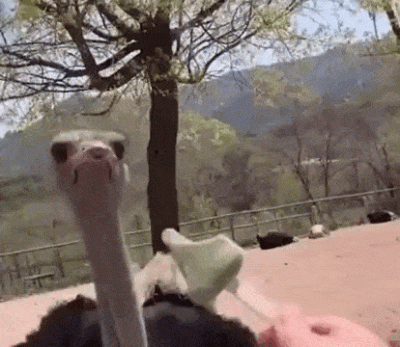 wfyokyga - amciu amciu