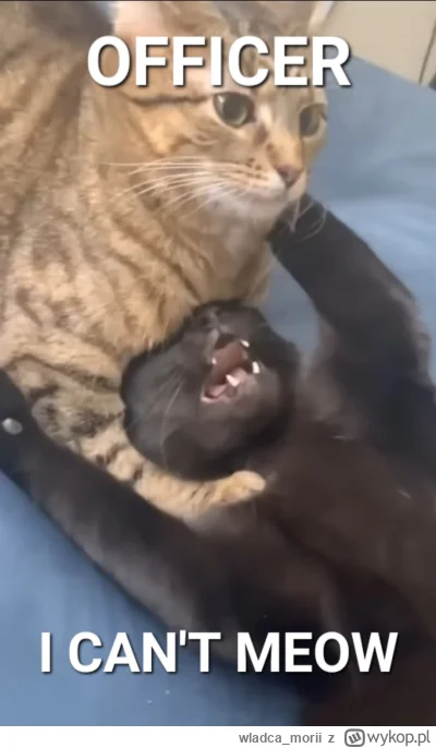 wladca_morii - #humorobrazkowy #smiesznekotki