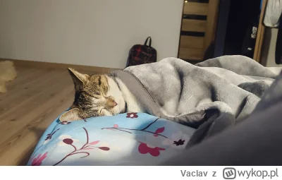 Vaclav - #koty #pokazkota 

Anrzejek mówi dobranoc.
(tak naprawdę to samiczka, ale ro...
