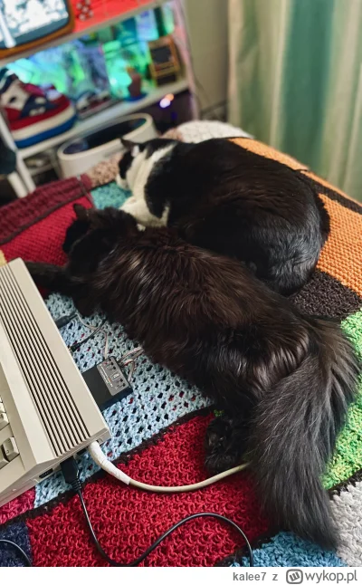kalee7 - @Lujdziarski dwa koty na narzucie szydełkowej, co ja pacze ( ͡° ͜ʖ ͡°)ﾉ⌐■-■