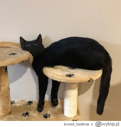 leonidbialkow - @CorvusFrugilagus: cze dla ciebie latajoncy