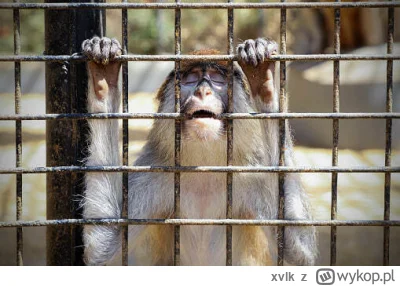 xvlk - to prawdopodobnie najsmutniejszy dzień w historii wrocławskiego zoo zaraz po d...