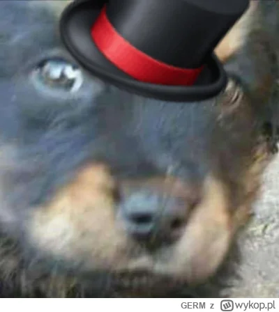 GERM - @biedny_huop: