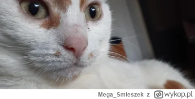 Mega_Smieszek - Kotka typu saszetoczującego ᶘᵒᴥᵒᶅ

#koty #pokazkota