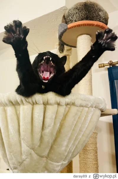 daray89 - #codziennykotopetany #dziwnekotki