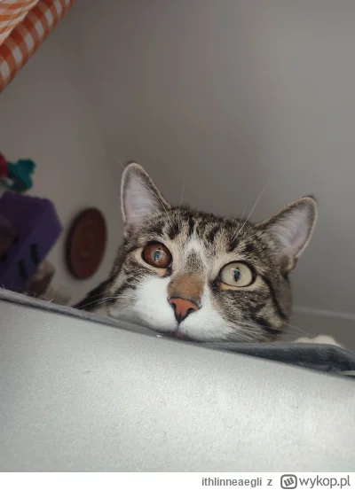 ithlinneaegli - Leonek ( ͡° ͜ʖ ͡°) #pokazkota #koty #kitku