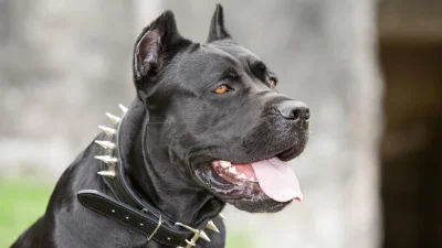 okoboji - uff dobrze ze zakazane bo pimpuś się bał