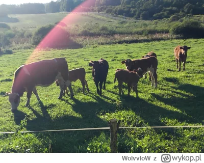 WolvvloW - @WolvvloW