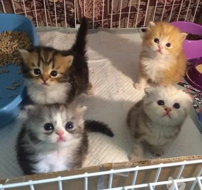 FreakingAwesome - The council has decided you are friend