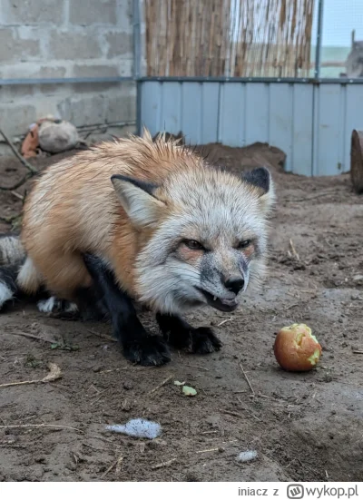 iniacz - @Koksixk jem japko