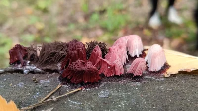 PiotrGasiorowski - @PiotrGasiorowski: To z mojej własnej kolekcji.