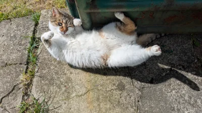 Owlosiaty-Dzik - #kotcipek obchodzi dzisiaj czwarte adopciny, szanujesz plusujesz 

#...