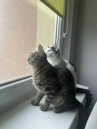 kolorowymonochrom - @MegaSmieszek: Jak się przypatrzysz to są obydwoje i jasne, że ko...