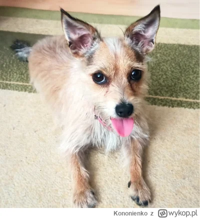 Kononienko - Mam problem z psiakiem, weterynarze (x3) rozkładają ręce.

Piesek ma 4 l...