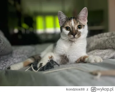 kondziox88 - Od dzisiaj nowy członek rodziny. #koty