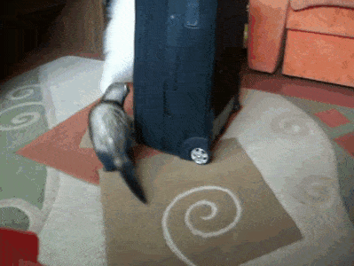 wfyokyga - Ale go zrobił w c---a xd