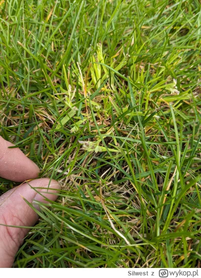Silwest - Ktos wie co to jest i czym to wytruć? #ogrodnictwictwo #trawa #trawnik #chw...