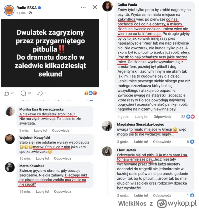 WielkiNos - Łagodny pitbull przygarnięty przez rodzinę, który nie wykazywał żadnej ag...