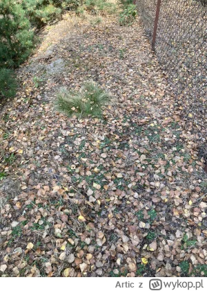 Artic - Wpadłem na taki pomysł, że zrobię zdjęcie podłoża i poproszę AI o sprawdzenie...