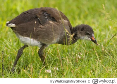 TryWalkingInMyShoes - @WaveCreator: Niestety nie było tak dobrze, ale za to innym raz...