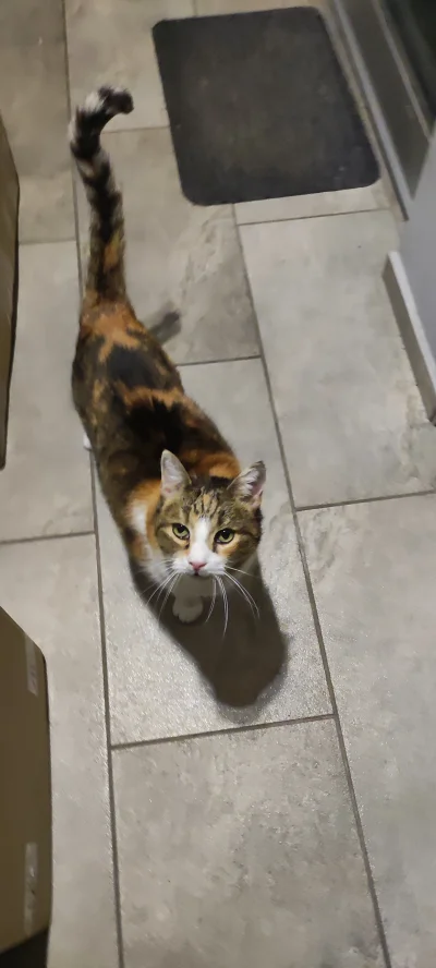 062sleeper - kitku mnie zaczepia