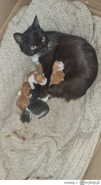 noswtg - ( ͡º ͜ʖ͡º)
#pokazkota