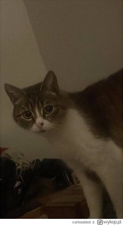 curiousboi - duszek #pokazkota #kot #koty