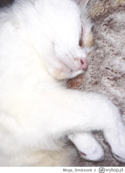 Mega_Smieszek - Kotełka typu podbródkąposmyrajnego ᶘᵒᴥᵒᶅ


#koty #pokazkota