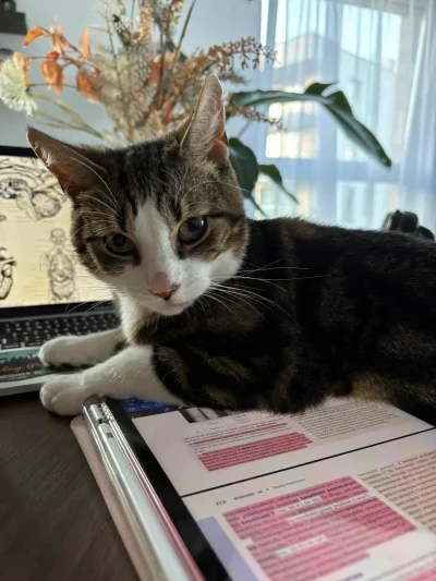 stowarzyszenie-trzymaj-sie-kocie - Stowarzyszenie Trzymaj Się, Kocie szuka nowych wol...