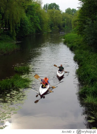 ArchID - @sdghsd-dfhdfh: Biedaczysko, z głodu sieci w poprzek rzeki rozstawił, na pew...