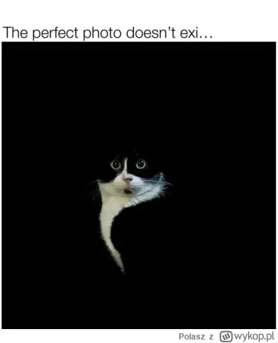 Polasz - #koty