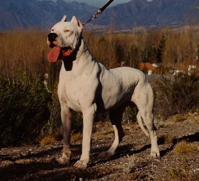 presha - Dogo argentino chyba nie są u nas jakoś strasznie popularną rasa, a na pewno...