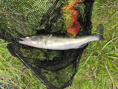 zar0x - Taki silny, że az podbierak rozłożyłem a to taki mały wypierdek #wedkarstwo