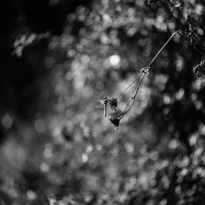 Konto4Czarnolisto - Pentacon Six, Carl Zeiss Biometar 120mm + telekonwerter 2x z Kiev...