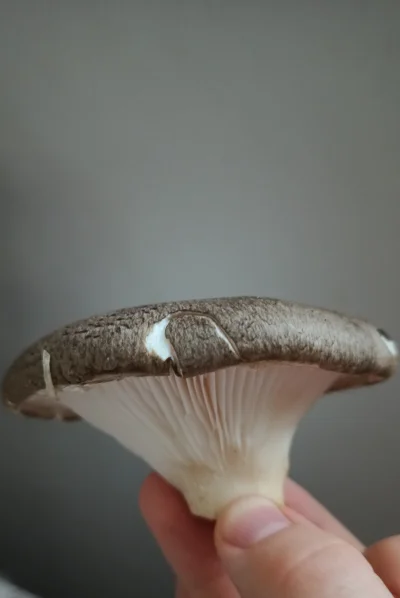 patryk-luks - Czy to jest boczniak ostrygowaty?

Niby pospolity ale pierwszy raz traf...