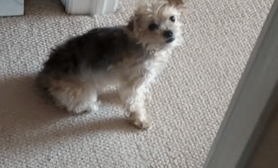 1X6D - @annlupin trzeba uciekac z miejsca zdarzenia