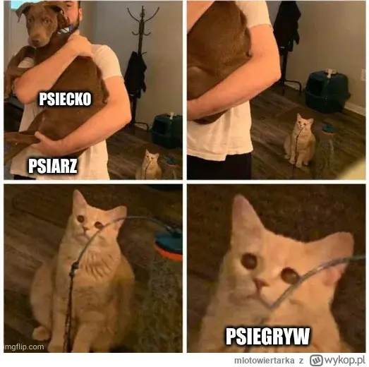 Gawith_Apricot - #psiarze #heheszki #psiegryw