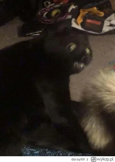 daray89 - #codziennykotopetany #dziwnekotki