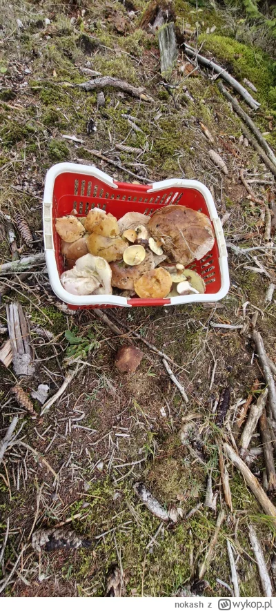 nokash - #grzyby 
Ale jaja. Chuop se na grzyby poszet.