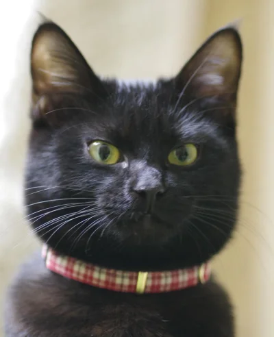 paczelok - A może se kupić iPhone pro max 15 #paczekot